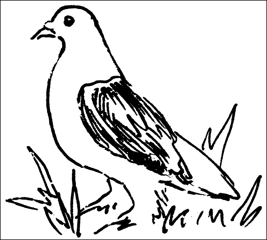 Голуби - _19.png