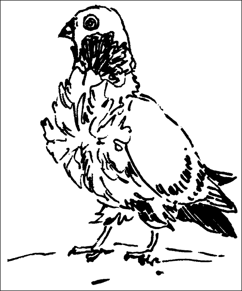 Голуби - _25.png