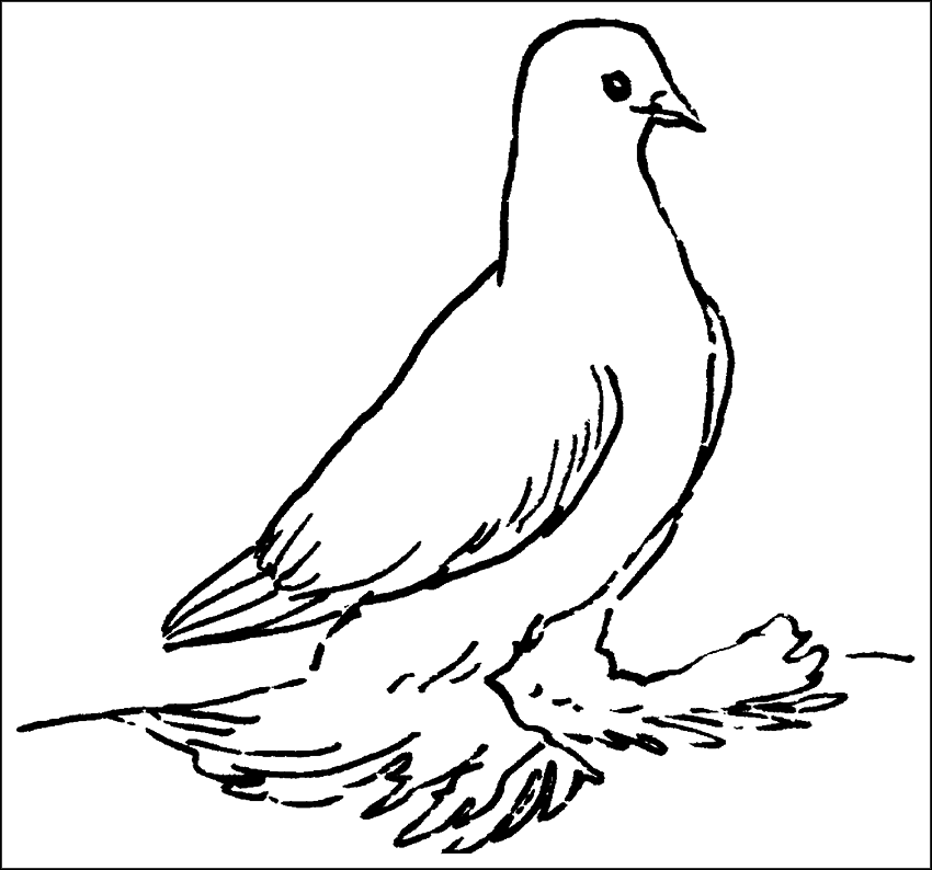 Голуби - _28.png_0.png