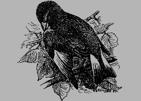 Заповедными тропами - img044.png