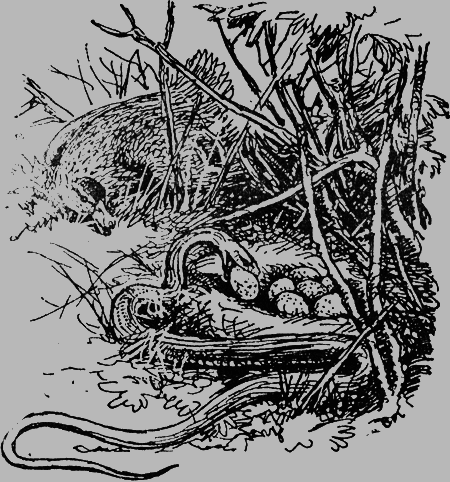 Заповедными тропами - img057.png