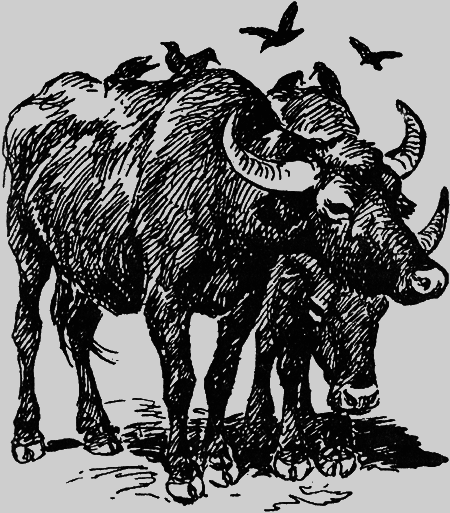 Заповедными тропами - img084.png