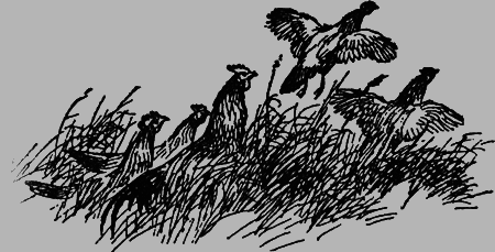 Заповедными тропами - img097.png