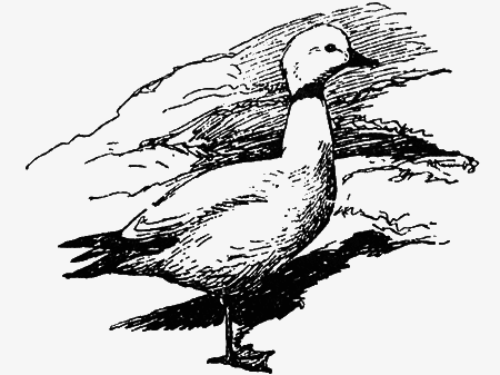 Заповедными тропами - img112.png