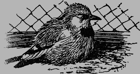 Заповедными тропами - img121.png