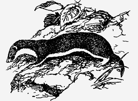 Заповедными тропами - img122.png