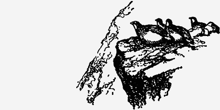 Заповедными тропами - img129.png