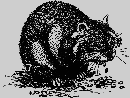 Заповедными тропами - img172.png