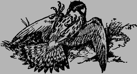 Заповедными тропами - img189.png