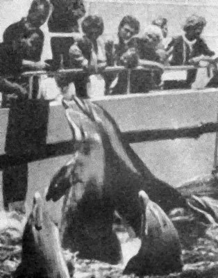 Дельфины - i_014.jpg