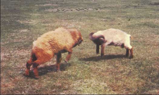 Когда риск - это жизнь! - _153.jpg