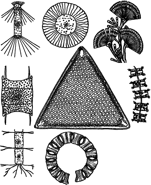 Занимательная ботаника - i_022.png