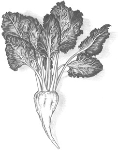 О чем Эйнштейн рассказал своему повару - i_005.jpg