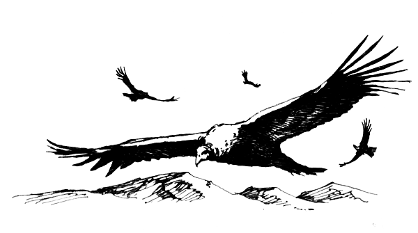 ВьЮжная Америка - i_056.png