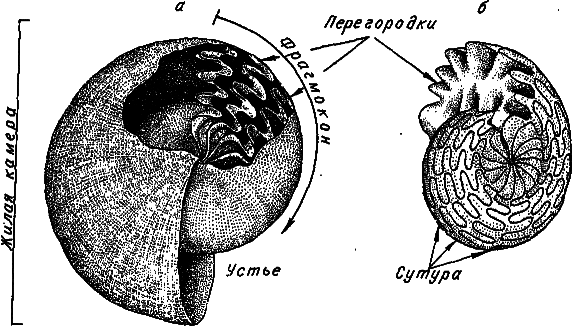 Эволюция и прогресс - i_043.png