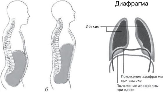 Сыроедение против предрассудков. Эволюция в питании человека - img3733.jpg
