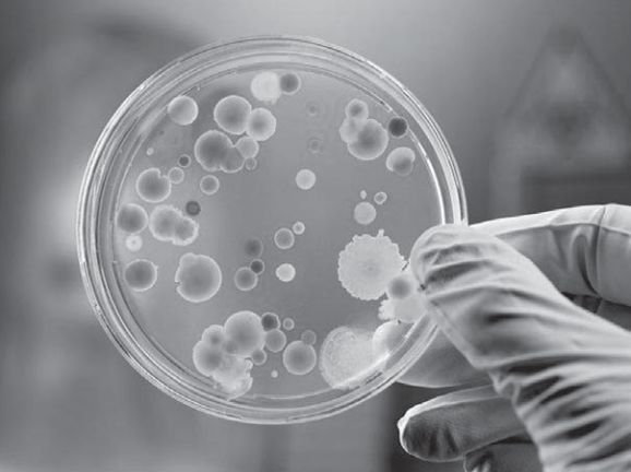 Сыроедение против предрассудков. Эволюция в питании человека - img4982.jpg