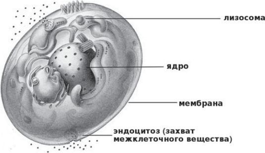 Сыроедение против предрассудков. Эволюция в питании человека - img6001.jpg