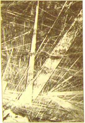 Пустыня Наска. Следы Иного Разума - i_029.jpg