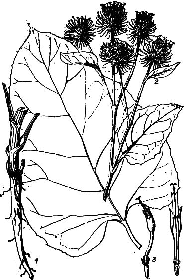 Пищевые растения Сибири - i_030.png