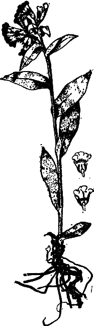 Пищевые растения Сибири - i_033.png