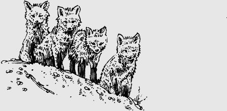 Долгая дорога домой (сборник) с илл. - img04.png