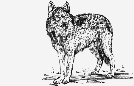 Долгая дорога домой (сборник) с илл. - img06.png