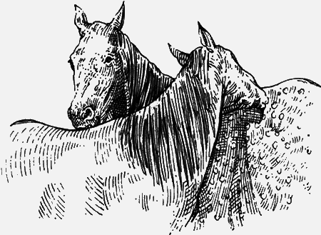 Долгая дорога домой (сборник) с илл. - img65.png