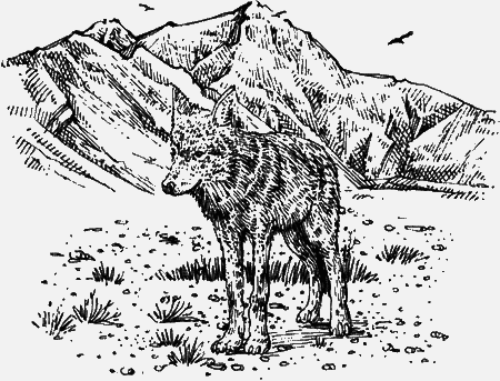 Долгая дорога домой (сборник) с илл. - img75.png