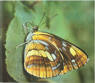 Синий махаон - _20141201172356Skrinshotehkrana.jpg