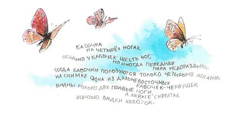 Синий махаон - _20141201172431Skrinshotehkrana.jpg