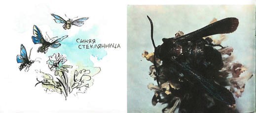 Синий махаон - _20141201172441Skrinshotehkrana.jpg