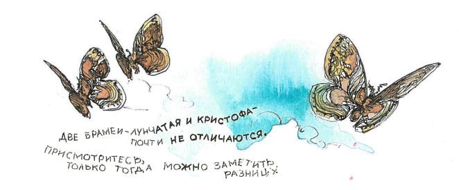 Синий махаон - _20141201154001Skrinshotehkrana.jpg