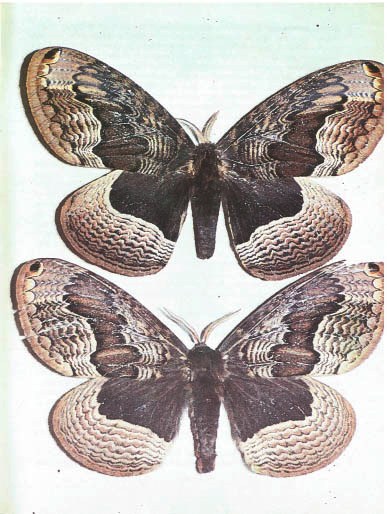 Синий махаон - _20141201154109Skrinshotehkrana.jpg