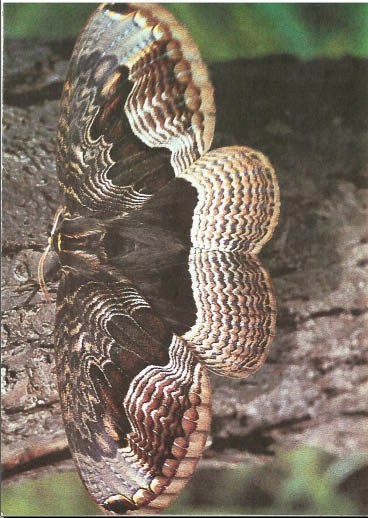 Синий махаон - _20141201154135Skrinshotehkrana.jpg