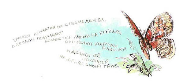 Синий махаон - _20141201154211Skrinshotehkrana.jpg