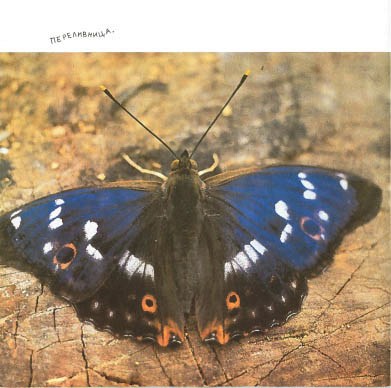 Синий махаон - _20141201172724Skrinshotehkrana.jpg