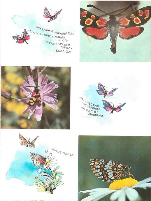 Синий махаон - _20141201191111Skrinshotehkrana.jpg_0