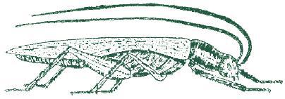 Приключения с насекомыми - pic_1.jpg