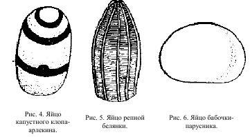 Приключения с насекомыми - pic_5.jpg