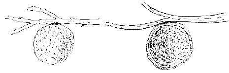 Приключения с насекомыми - pic_103.jpg