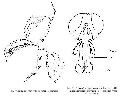 Приключения с насекомыми - pic_43.jpg