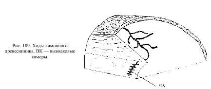 Приключения с насекомыми - pic_59.jpg