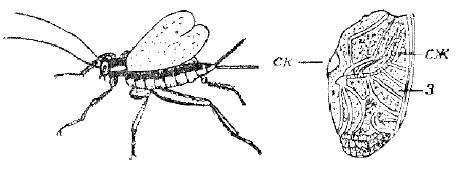 Приключения с насекомыми - pic_75.jpg