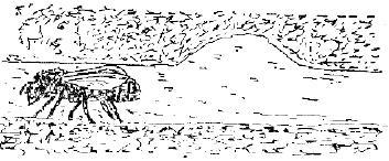 Приключения с насекомыми - pic_145.jpg