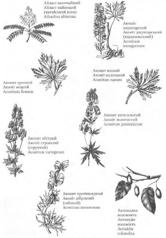 Золотые рецепты: фитотерапия от средних веков до наших дней - i_030.jpg