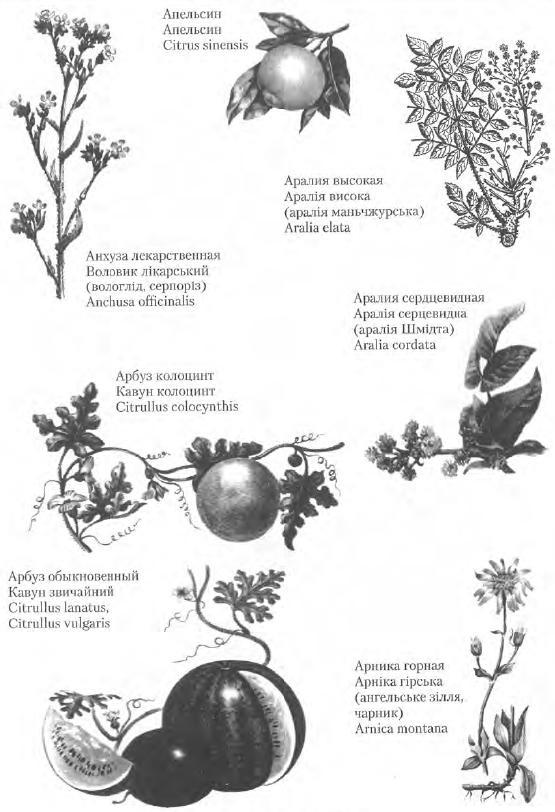 Золотые рецепты: фитотерапия от средних веков до наших дней - i_033.jpg