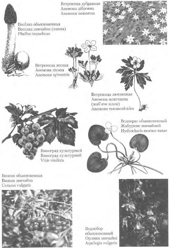 Золотые рецепты: фитотерапия от средних веков до наших дней - i_045.jpg