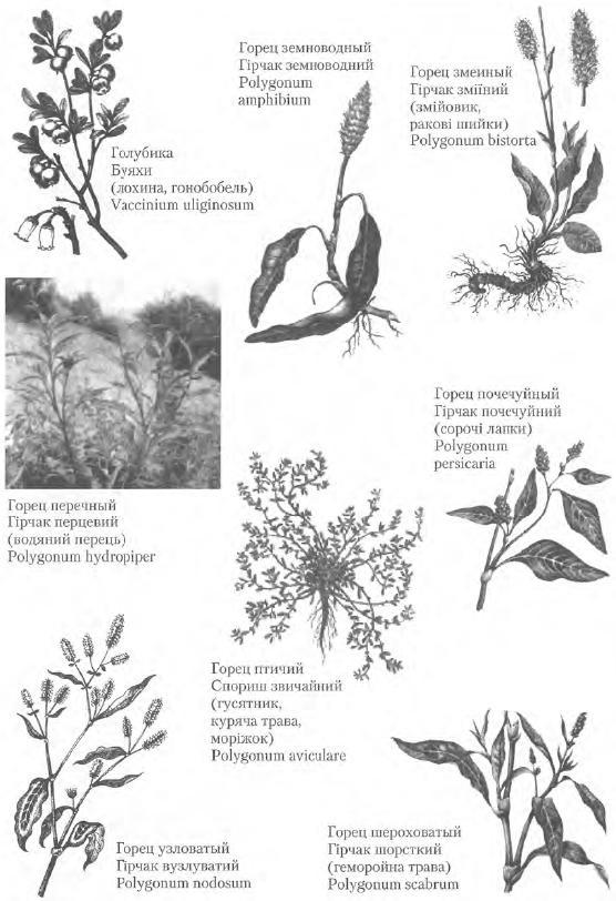 Золотые рецепты: фитотерапия от средних веков до наших дней - i_049.jpg