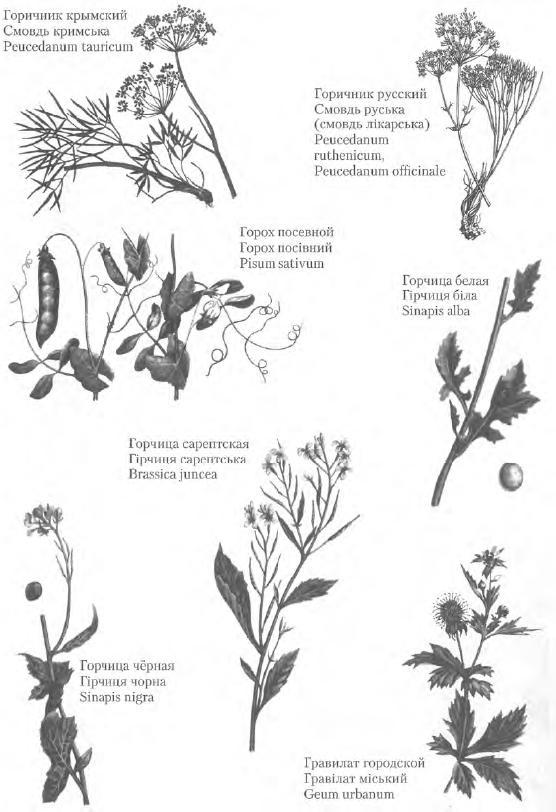 Золотые рецепты: фитотерапия от средних веков до наших дней - i_051.jpg